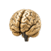 Gold anatomical brain, illustration for cognitive research peptides